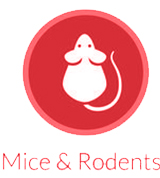 Mice & Rodents