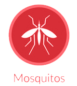 Mosquito logo