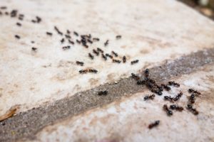 Ants Entering a Home