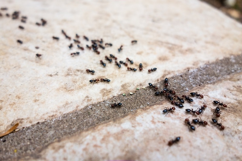 Ants Entering a Home