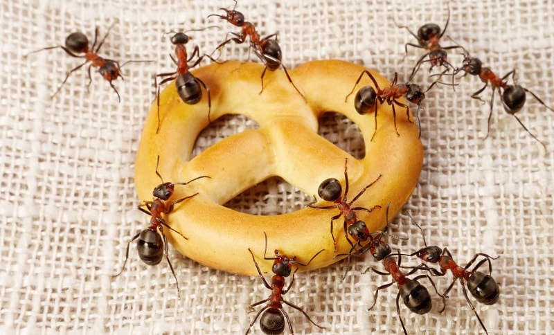 Ants in Kitchen Crawling All Over Pretzel