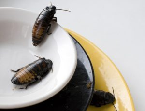 Roaches Crawling On Dirty Dishes in Kitchen