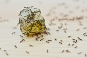 Ants in Home on Food
