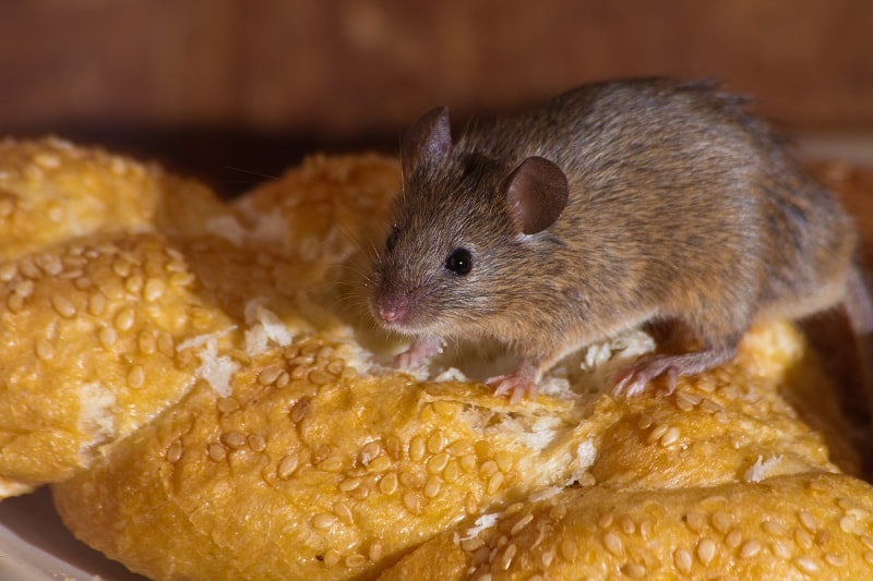 Brown Mouse Walking on Top of Fresh Bread in Kitchen