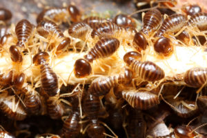 Group of termites eating wood