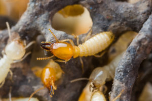 Termites On Damaged Wood