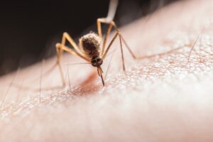 Close up image of a mosquito biting human skin