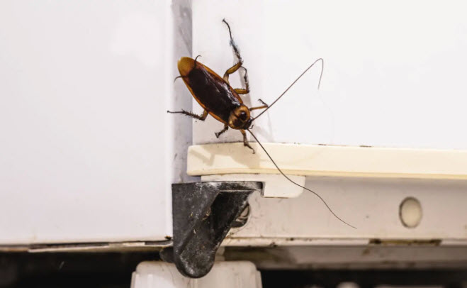 Cockroach in kitchen